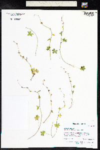 Saxifraga rivularis image