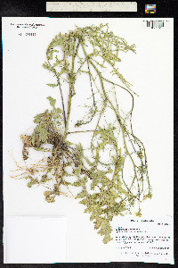 Sisymbrium altissimum image