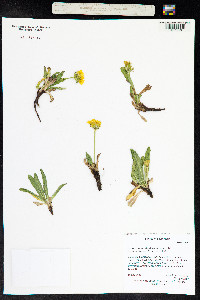 Taraxacum ceratophorum image