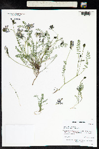 Astragalus alpinus image