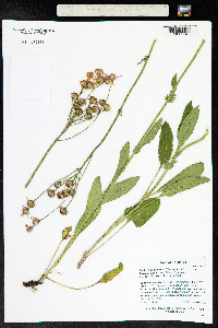 Packera pseudaurea image