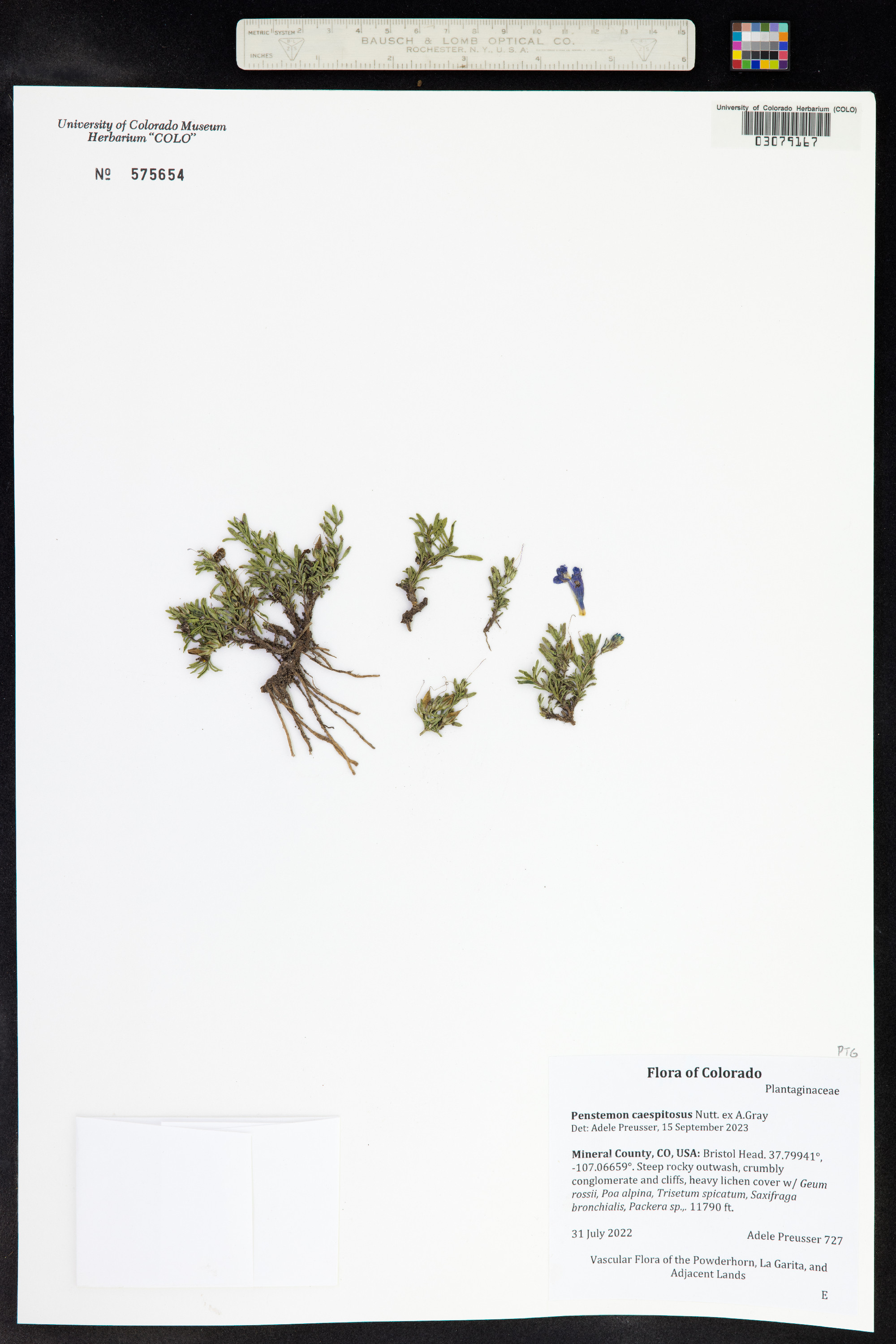 Penstemon caespitosus image