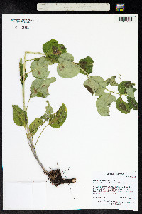 Mertensia ciliata image