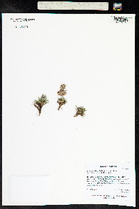 Trifolium dasyphyllum image