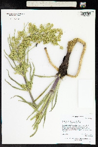 Frasera speciosa image