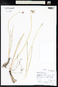 Allium cernuum image