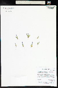 Comastoma tenellum image