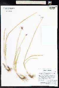 Allium geyeri image