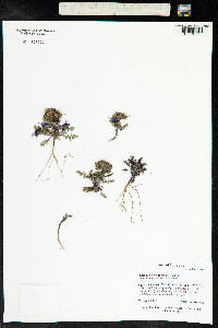 Phacelia bakeri image