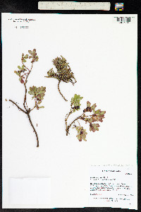 Vaccinium myrtillus image