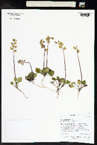 Pyrola chlorantha image