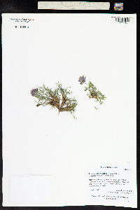Trifolium dasyphyllum image