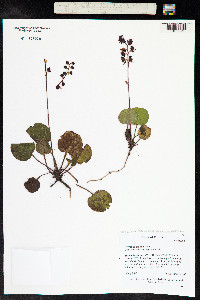 Pyrola rotundifolia image