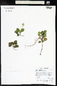Orthilia secunda image