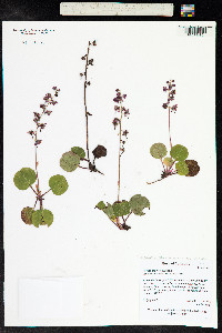 Pyrola rotundifolia image