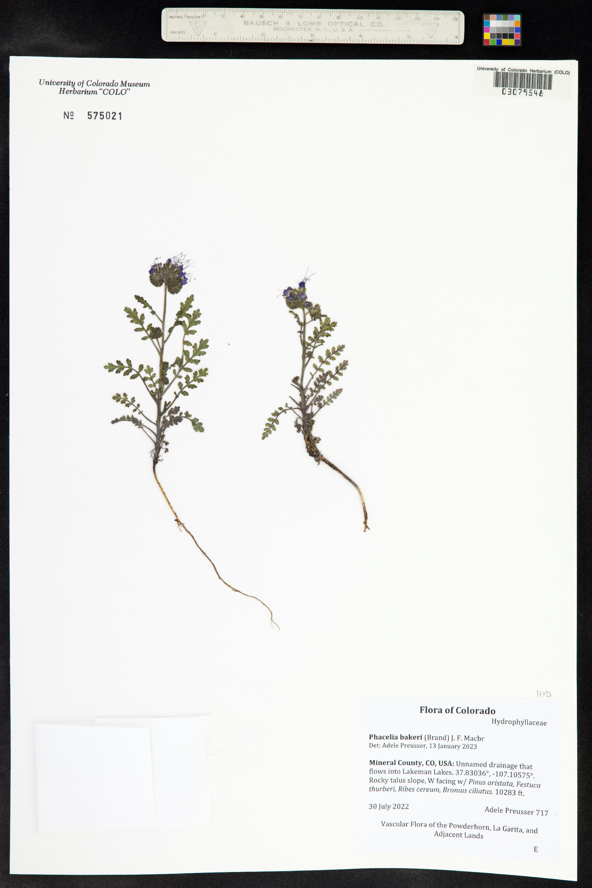 Phacelia bakeri image