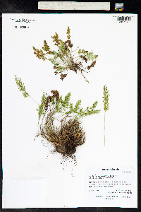 Cryptogramma acrostichoides image