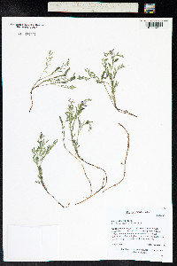 Astragalus alpinus image