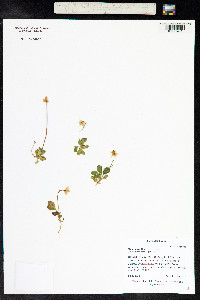 Moneses uniflora image