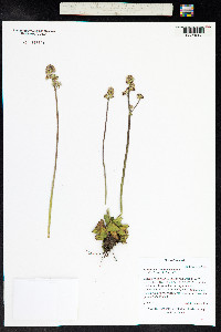 Micranthes rhomboidea image