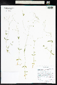 Stellaria longipes image