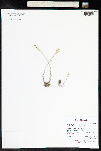 Draba aurea image