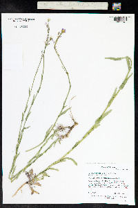 Boechera stricta image