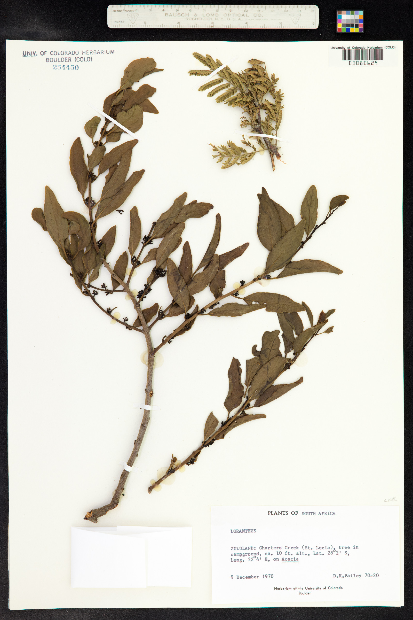 Loranthus image