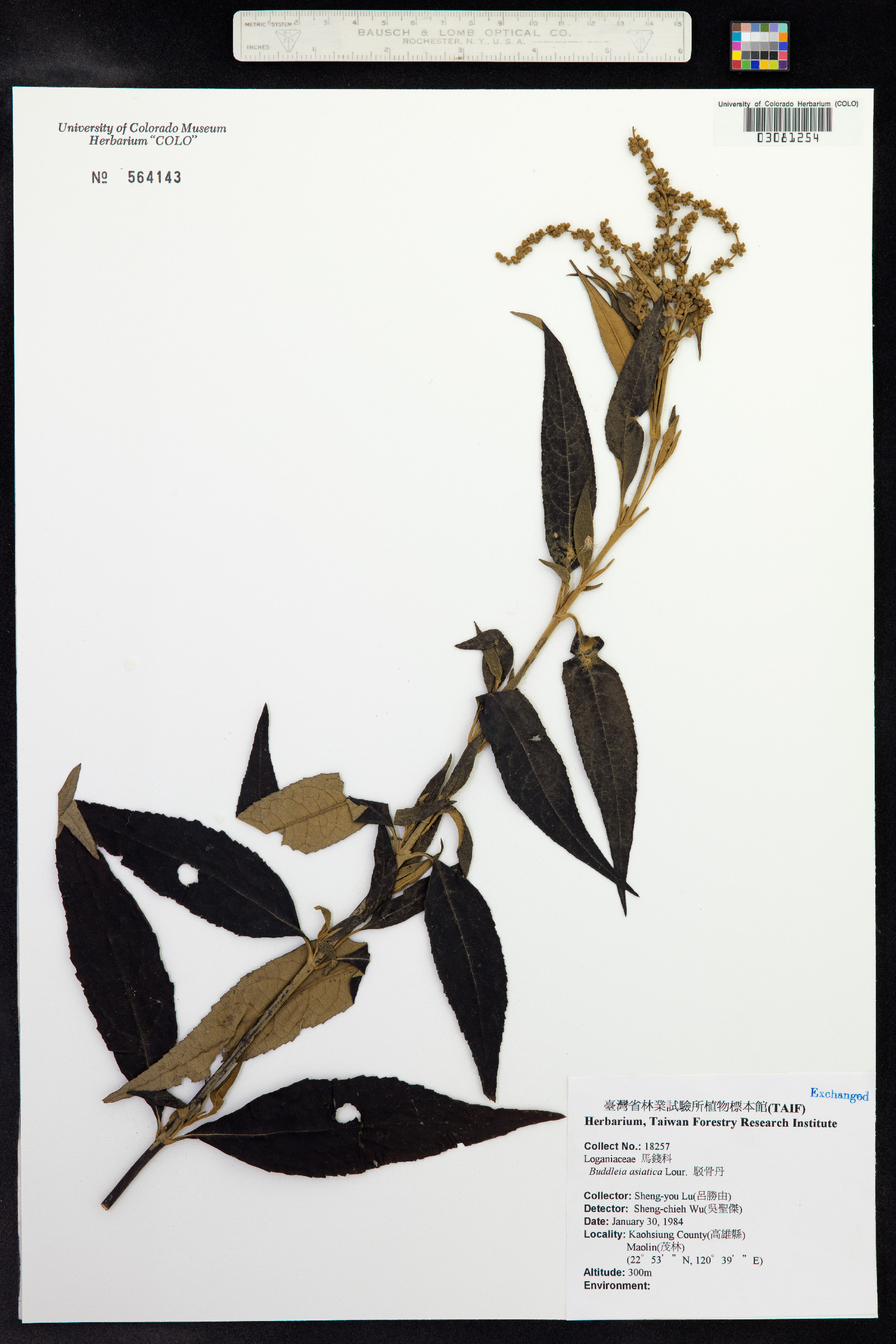 Buddleja asiatica image