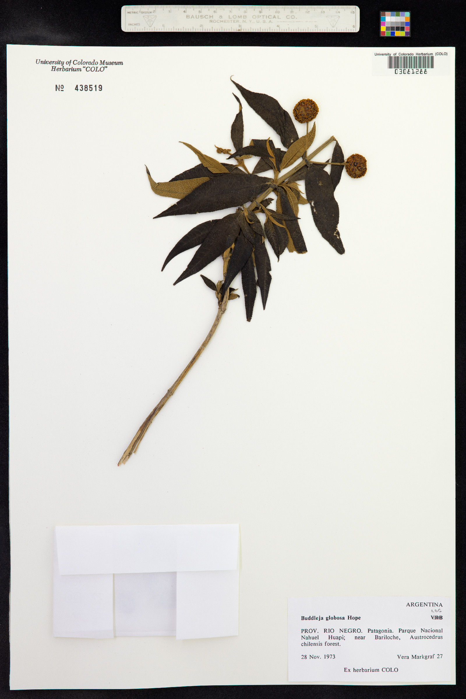 Buddleja globosa image