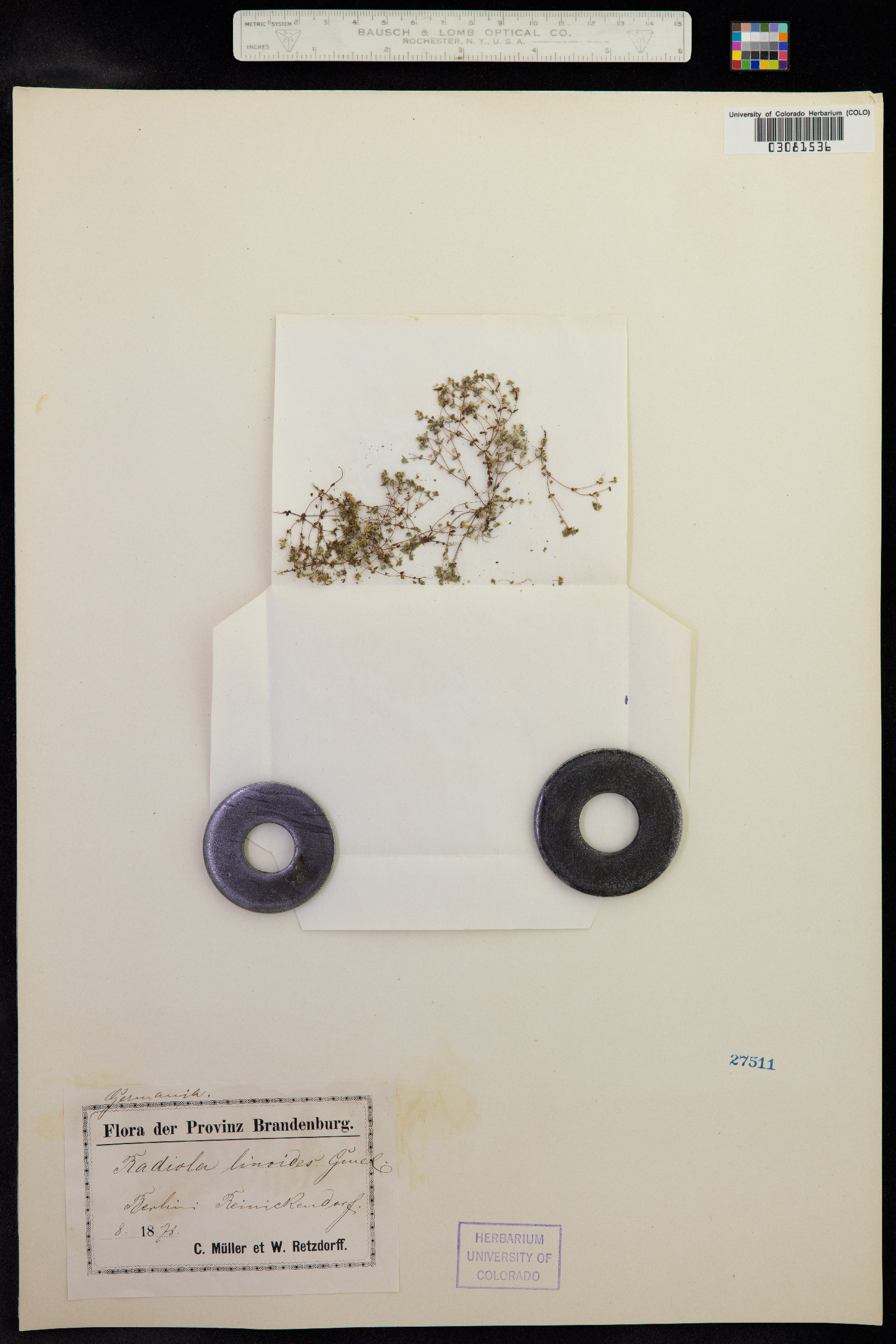 Radiola linoides image