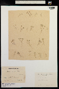 Radiola linoides image