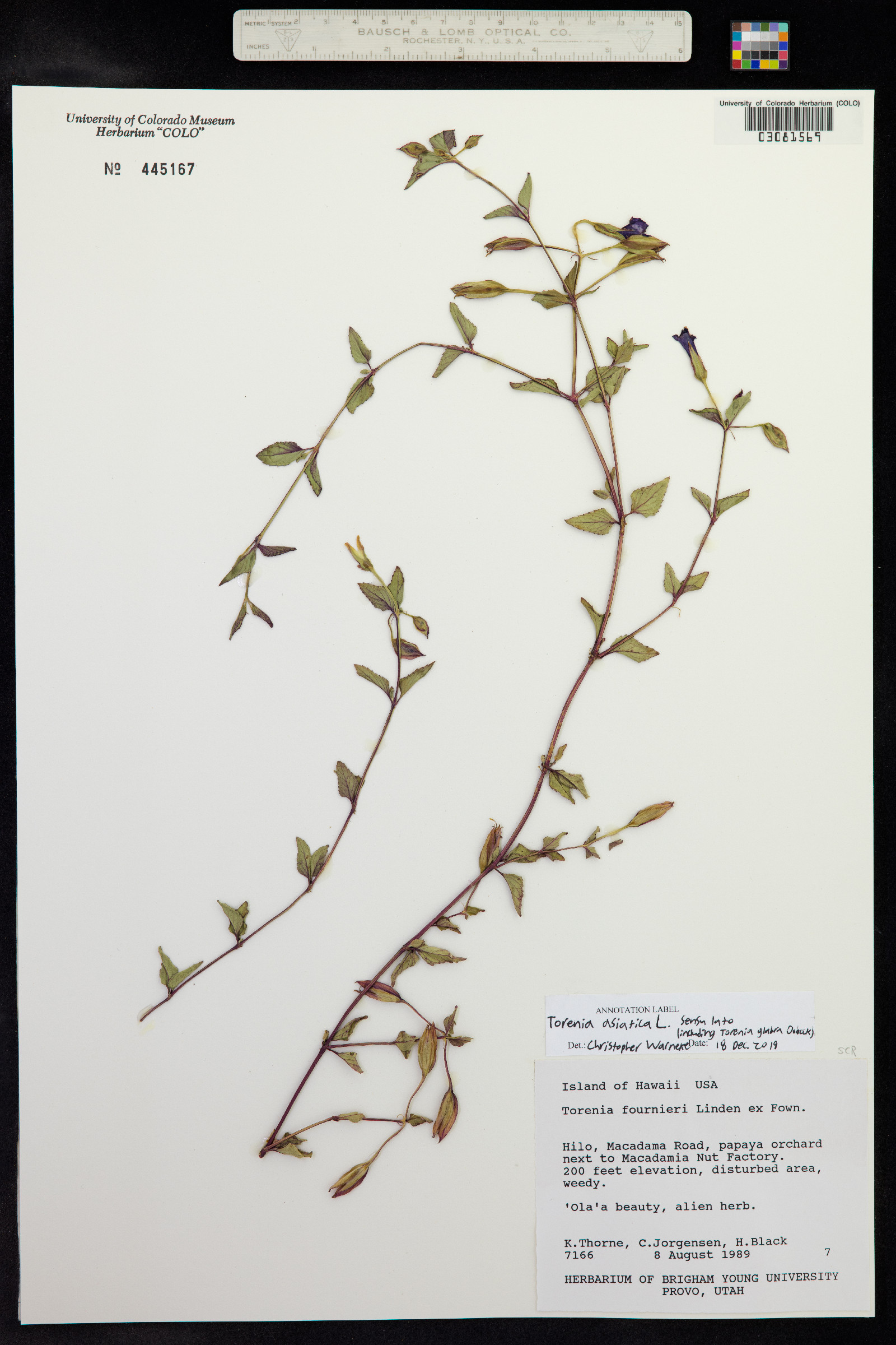 Torenia image