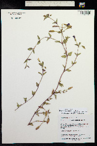 Image of Torenia asiatica