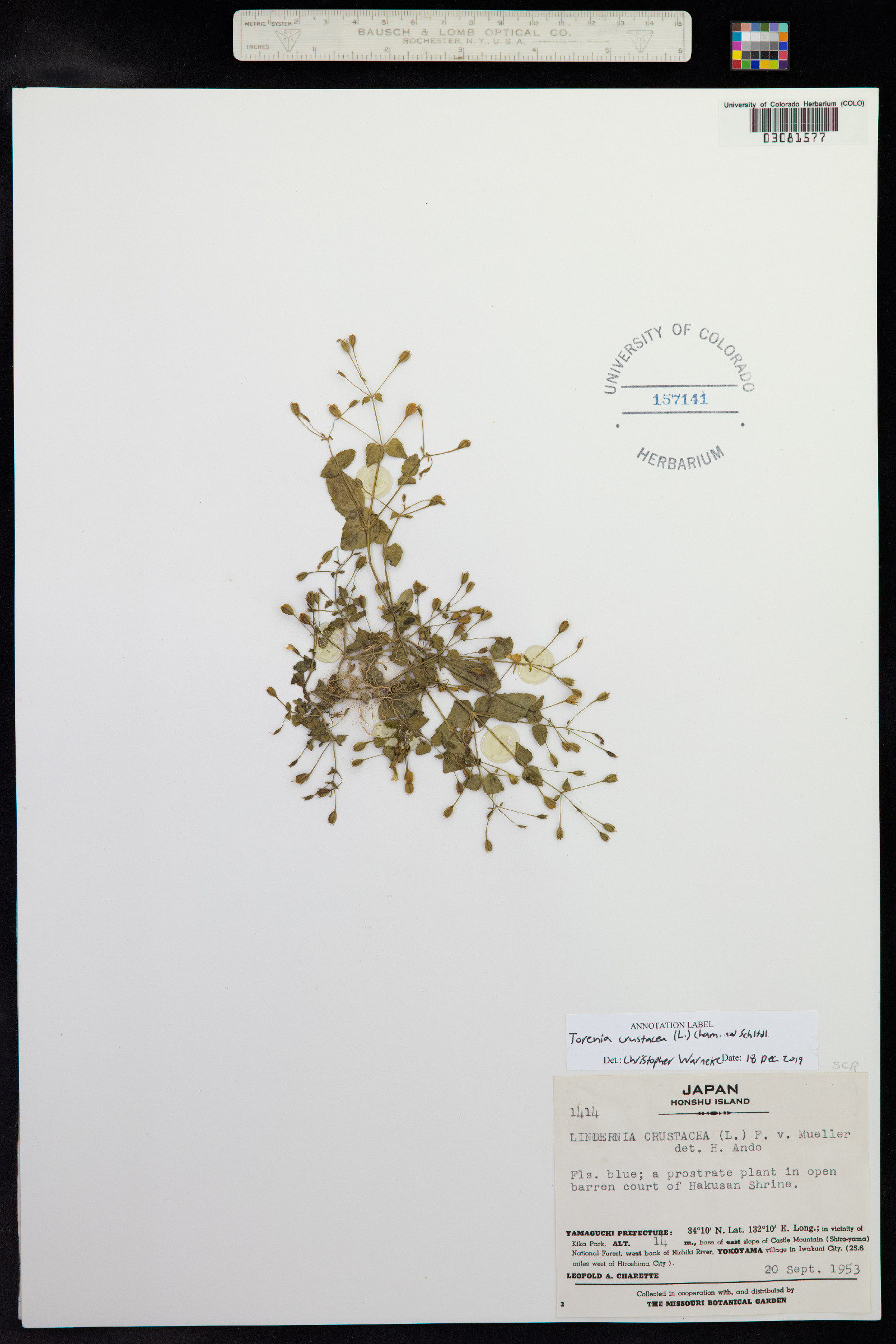 Lindernia crustacea image