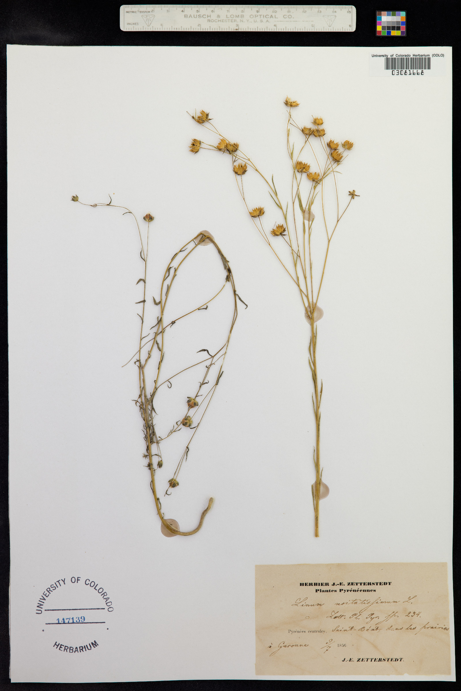 Linum usitatissimum image