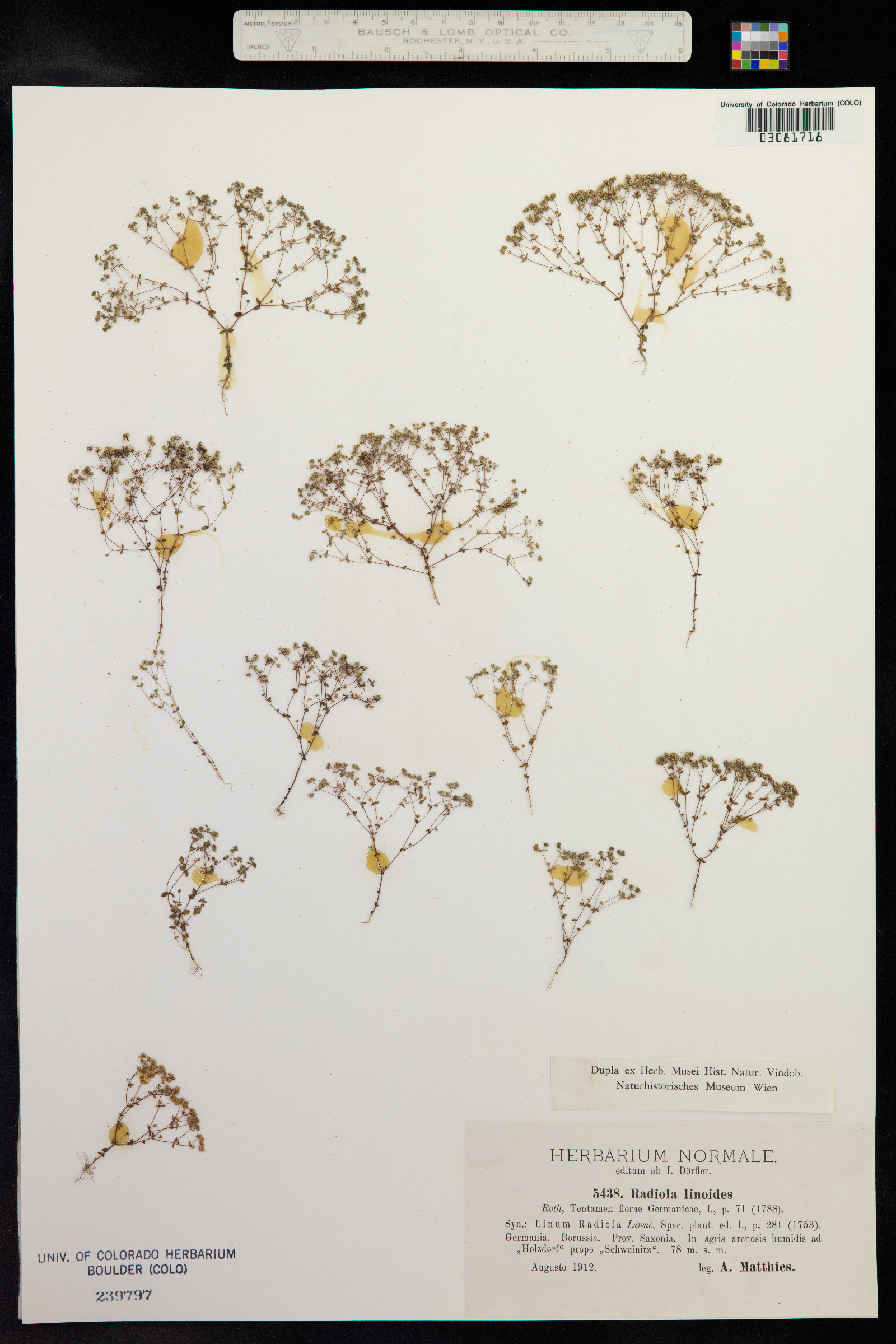 Radiola linoides image