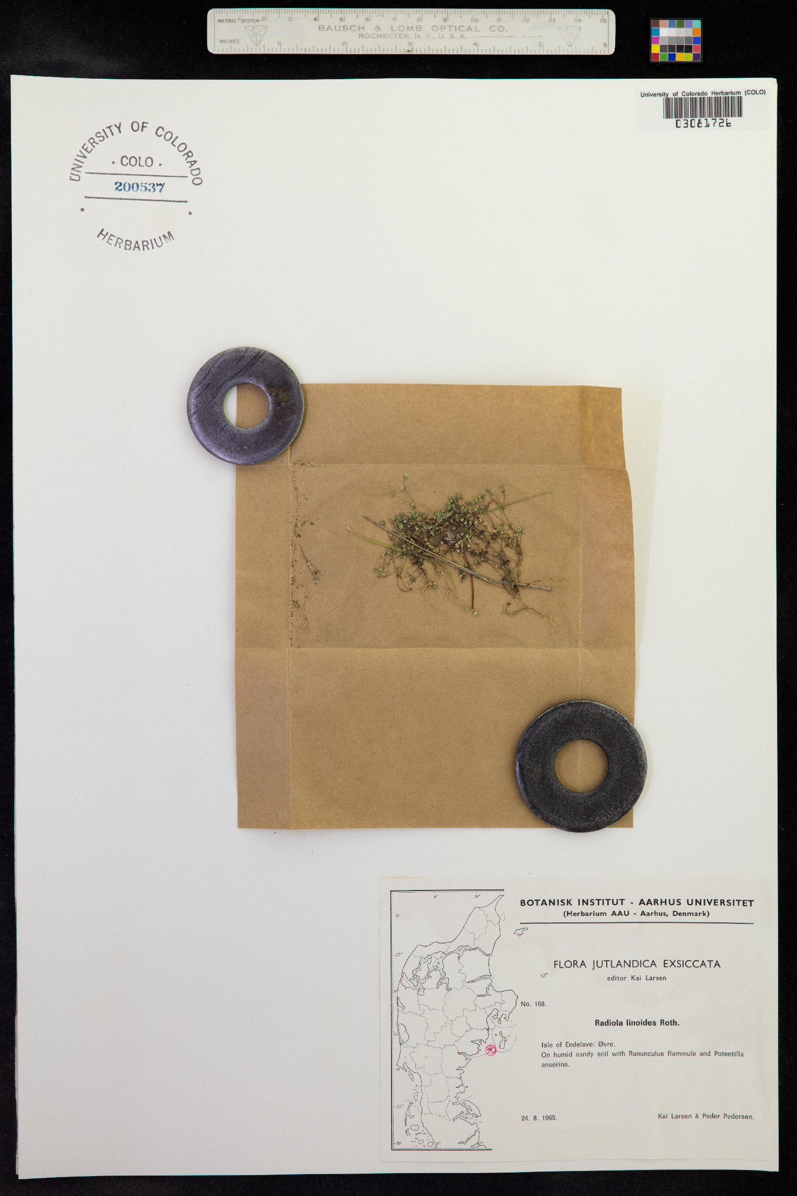 Radiola linoides image