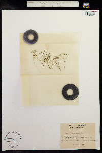 Radiola linoides image