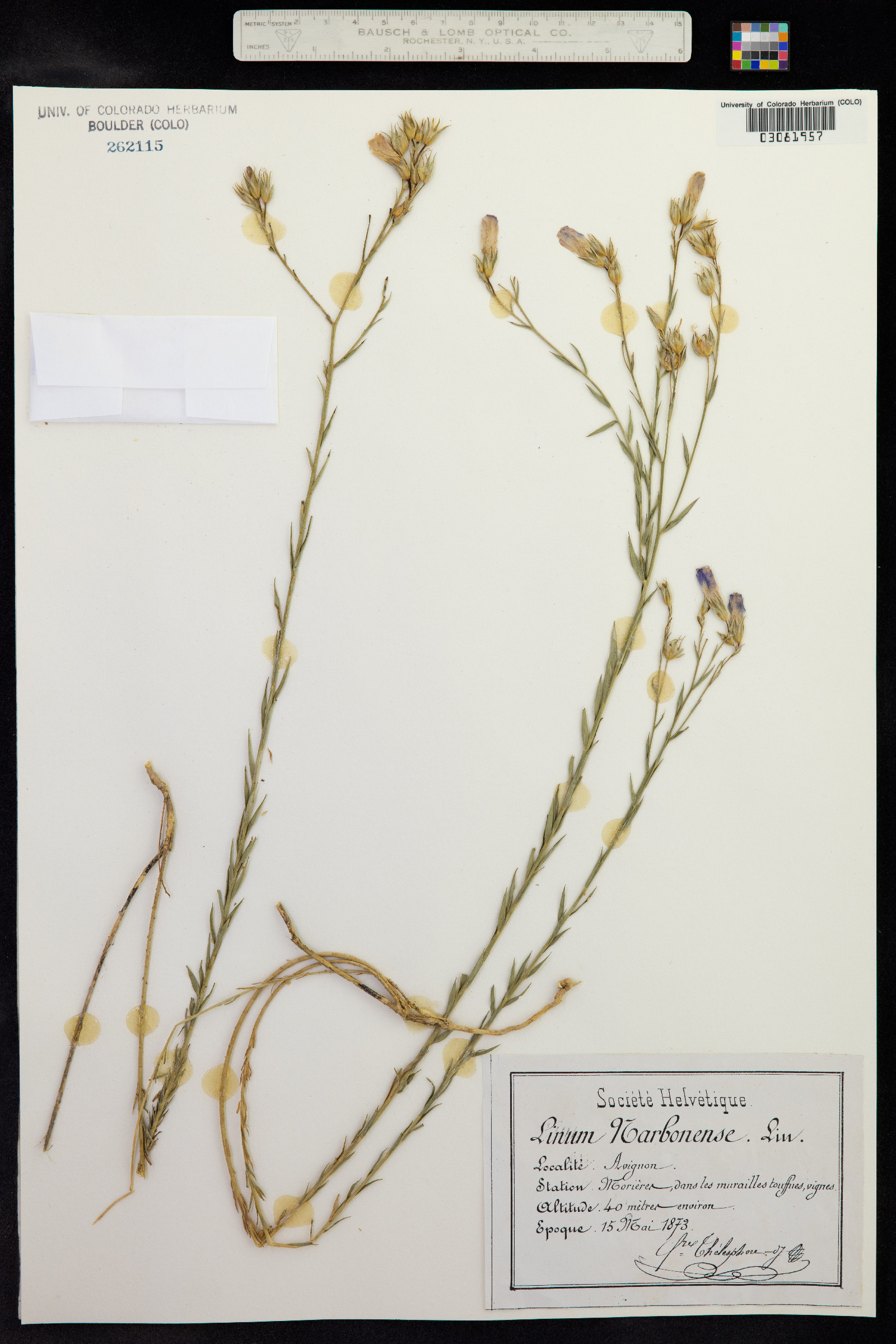 Linum narbonense image