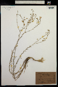 Linum austriacum image