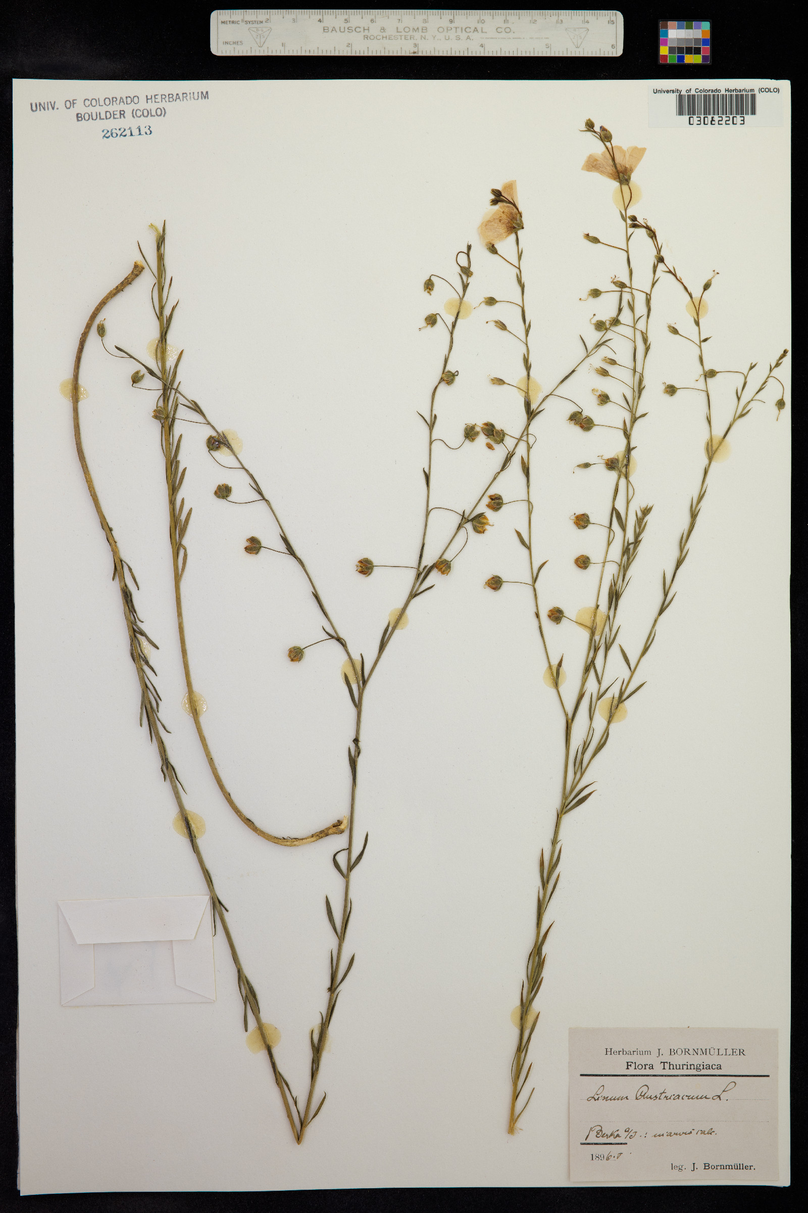 Linum austriacum image