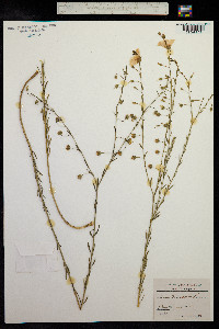 Linum austriacum image