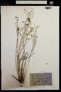 Linum austriacum image