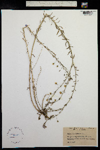 Linum austriacum image
