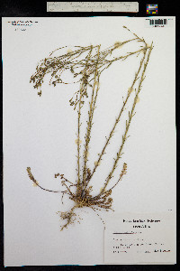 Linum austriacum image