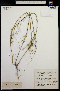 Linum austriacum image