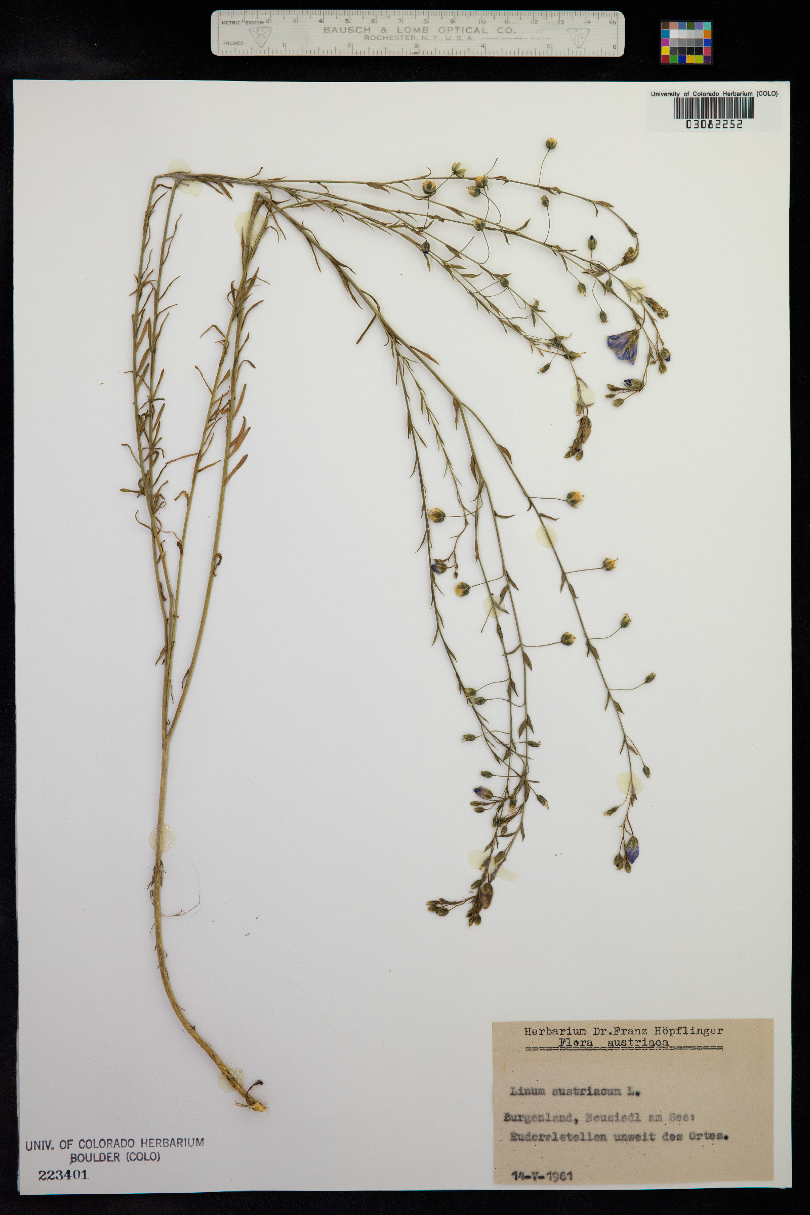 Linum austriacum image
