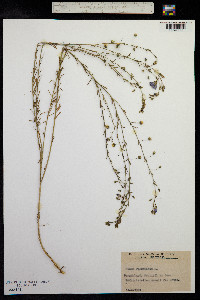 Linum austriacum image