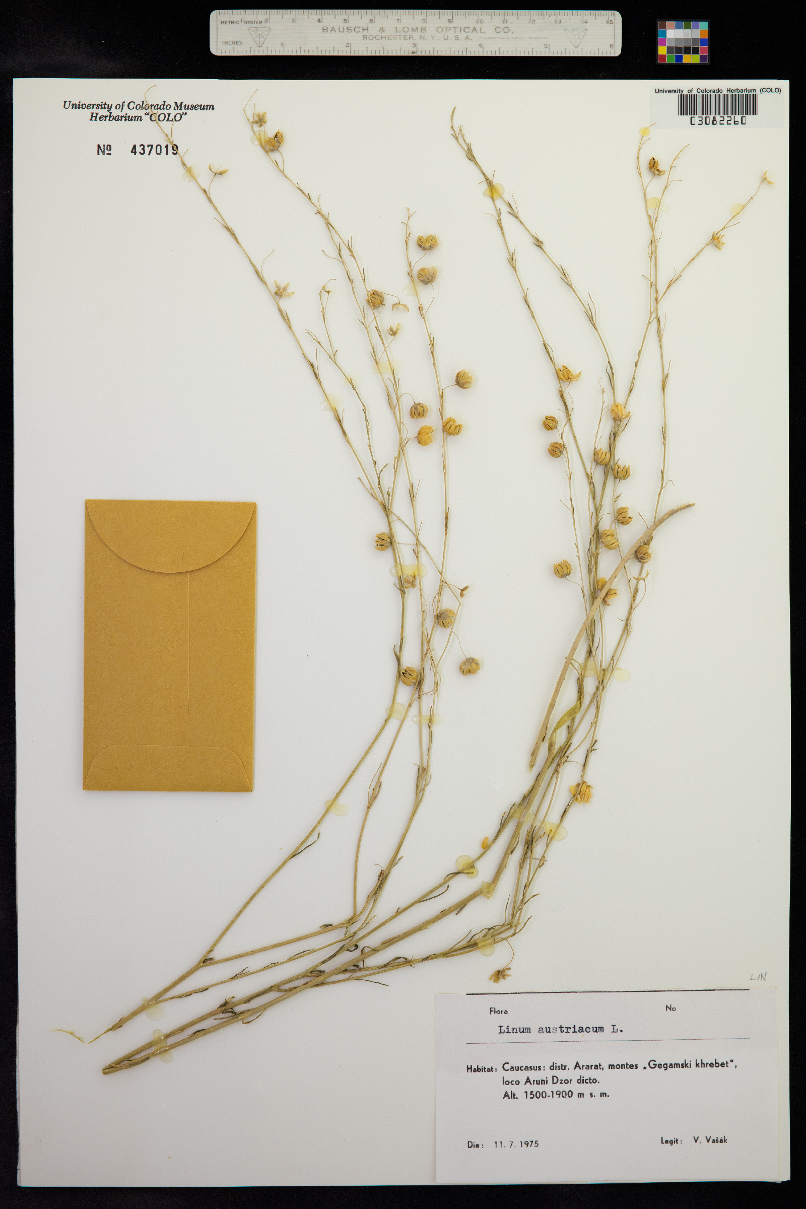 Linum austriacum image